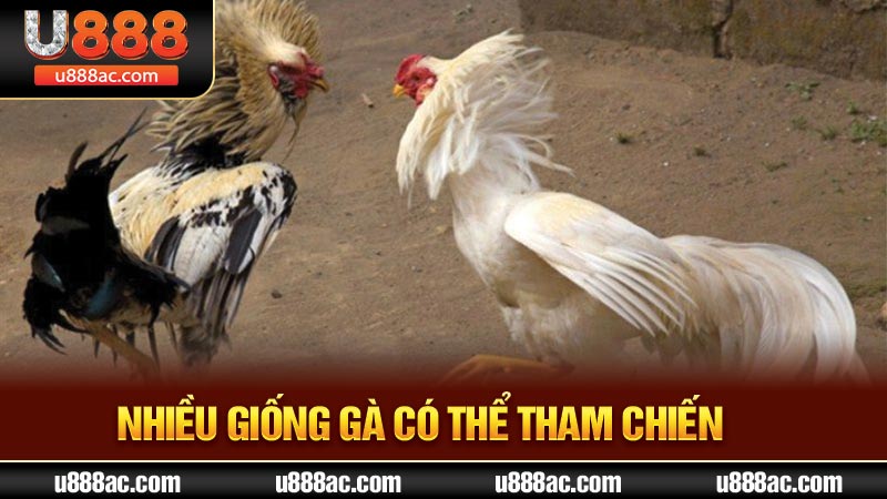 Nhiều giống gà có thể tham chiến