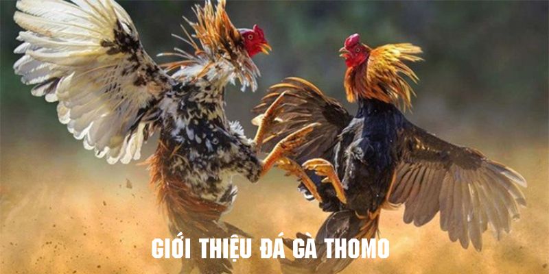 Giới thiệu tổng quan về hình thức đá gà thomo nổi tiếng