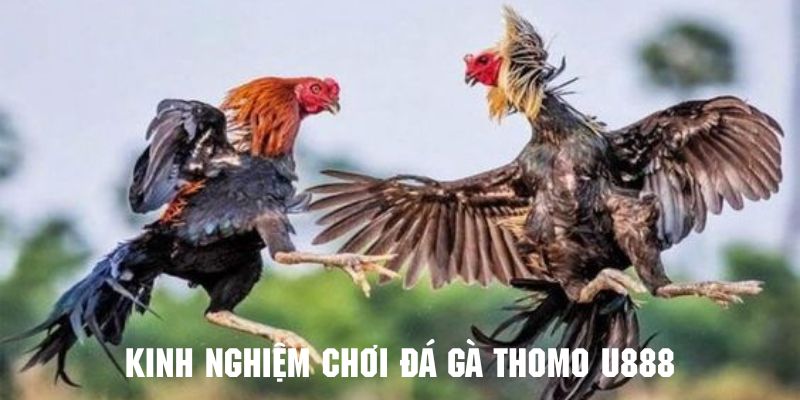 Giới thiệu tổng quan về hình thức đá gà thomo nổi tiếng