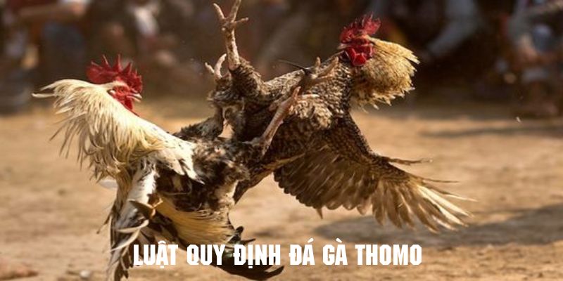 Khám phá về luật chơi chi tiết đá gà Thomo phổ biến nhất