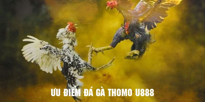 Những ưu điểm thu hút khách hàng từ đá gà thomo U888